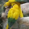 Golden Conures allopreen