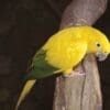 A wild Golden Conure clings to a tree limb