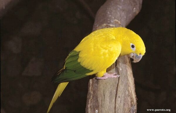 A wild Golden Conure clings to a tree limb