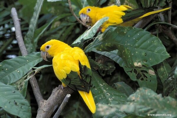 Wild Golden Conures perch in a tree