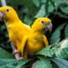 Wild Golden Conures perch in a leafy tree