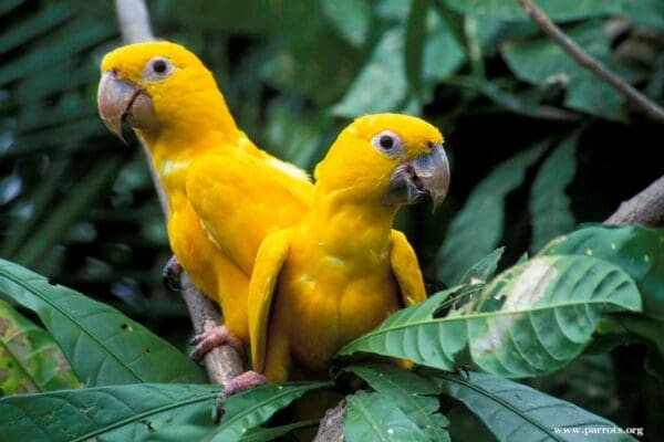 Wild Golden Conures perch in a leafy tree