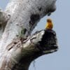 A wild Golden Conure perches on a large broken tree limb