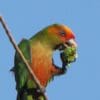 A wild Golden-capped Conure feeds on vegetation