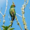 A wild Golden-capped Conure perches on a twig