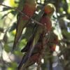 Group of wild Gold-capped Conures self-preen