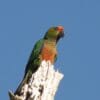 A wild Golden-capped Conure perches on a snag