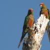 Wild Golden-capped Conures perch on a snag