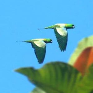 Two wild Golden-mantled Racquet-tailed Parrots fly through the forest