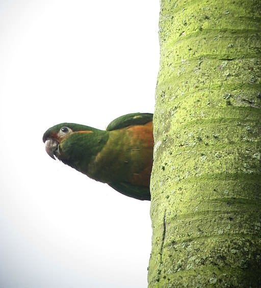 Golden-plumed Conure Conservation