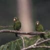 Wild Golden-winged Parakeets perch on a branch