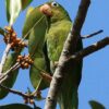 A wild Golden-winged Parakeet perches on a branch