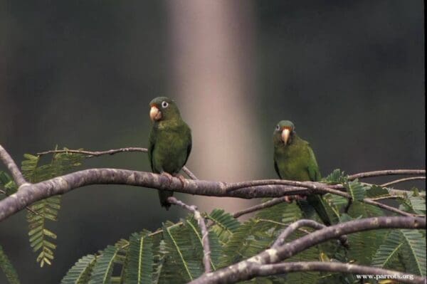 Wild Golden-winged Parakeets perch on a branch