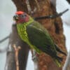 A Goldie's Lorikeet feeds at Toledo Zoo, USA