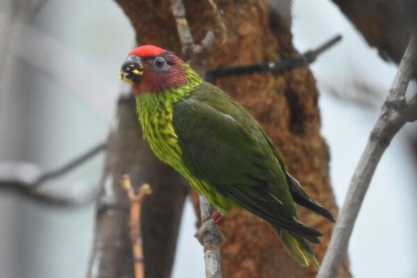 A Goldie's Lorikeet feeds at Toledo Zoo, USA