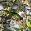 A wild Goldie's Lorikeet forages in blossoms