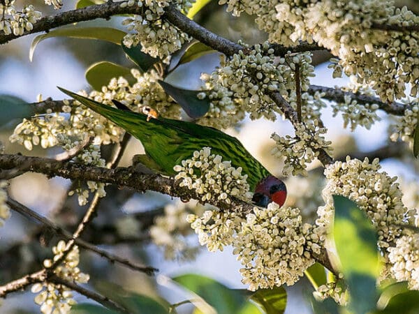 A wild Goldie's Lorikeet forages in blossoms