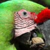 Closeup of Great Green Macaw