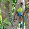 Wild Great Green Macaws cling to a tree trunk