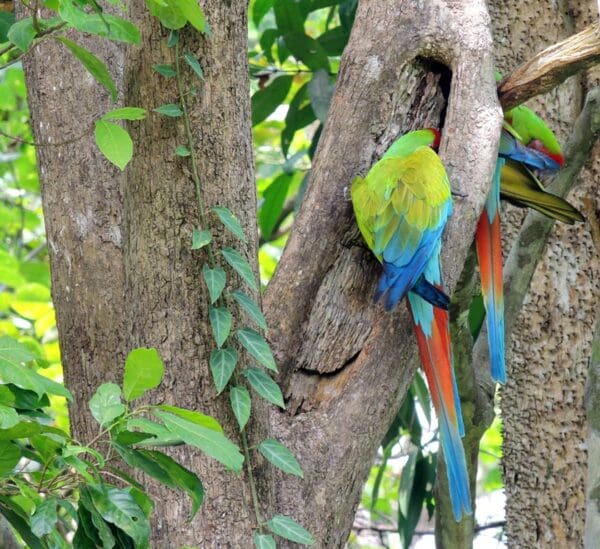 Wild Great Green Macaws cling to a tree trunk