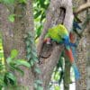 A wild Great Green Macaw clings to a tree trunk