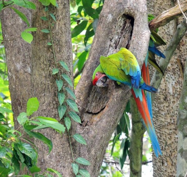 A wild Great Green Macaw clings to a tree trunk