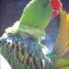 A companion Great-billed Parrot preens in its cage