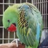 A companion Great-billed Parrot perches in its cage