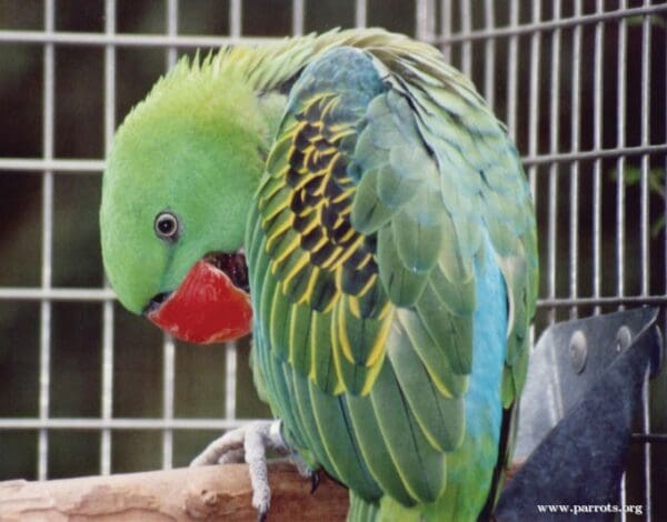 A companion Great-billed Parrot perches in its cage