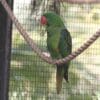 A companion Great-billed Parrot perches on a rope