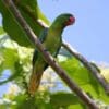 A wild Great-billed Parrot perches on a branch