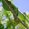 A wild Great-billed Parrot perches on a branch