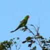 A wild Great-billed Parrot perches on a branch