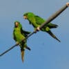 Wild Green Conures perch on a wire