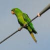 A wild Green Conure perches on a wire