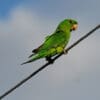 A wild Green Conure perches on a wire