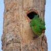 A wild Green Conures clings to a tree trunk near a nest cavity