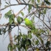 A wild Green Racquet-tailed Parrot perches on a branch