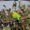 A wild Green Racquet-tailed Parrot perches on a branch