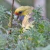 A wild Green Rosella feeds in a bush