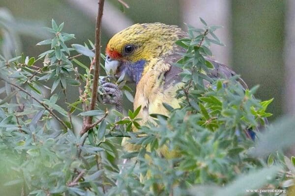 A wild Green Rosella feeds in a bush