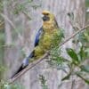 A wild Green Rosella perches on a branch