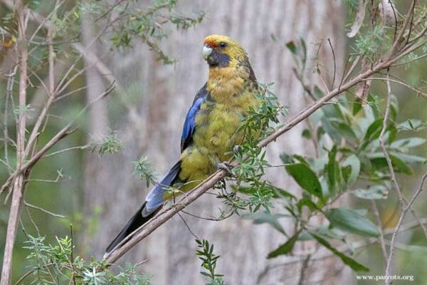 A wild Green Rosella perches on a branch