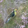 A wild Green Rosella perches on a bush