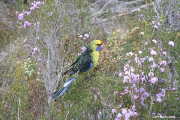 A wild Green Rosella perches on a bush