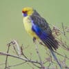 A wild Green Rosella perches in a tree