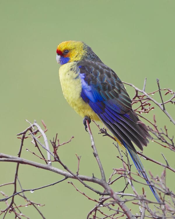 A wild Green Rosella perches in a tree