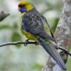 A wild Green Rosella perches on a branch