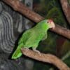 A Green-cheeked Amazon perches on a branch