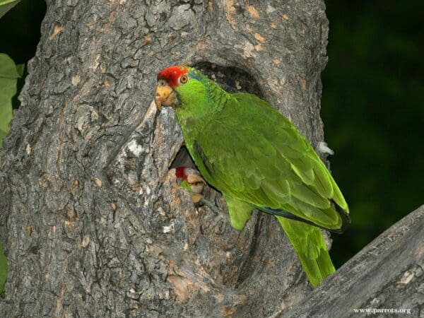 A feral Green-cheeked Amazon perches near a cavity, California, USA